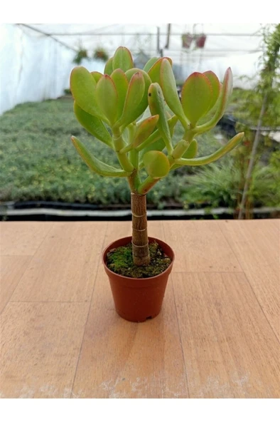 Crasula Ovata Sunset Para Çiçeği Fidanı 10-20 cm - Resim 2