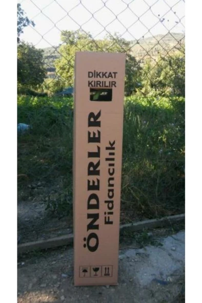 Fırça Çiçeği Fidanı 30-60 cm - Resim 2