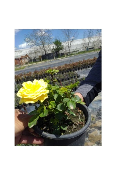 Gül Fidanı 2 Adet 10-20 Cm - Resim 2