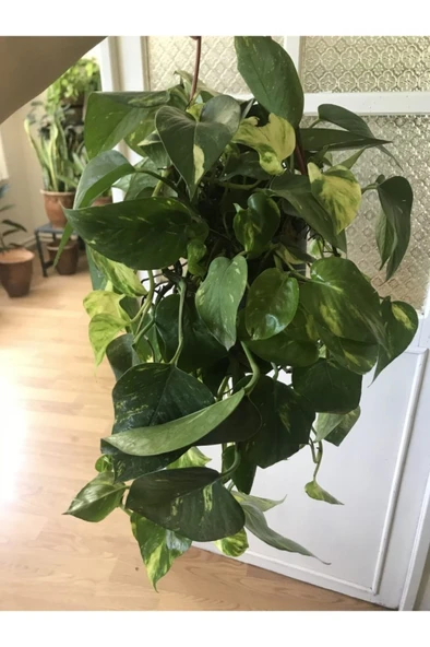 Potos Sarmaşığı Fidanı Fidesi 10-20 cm - Resim 2