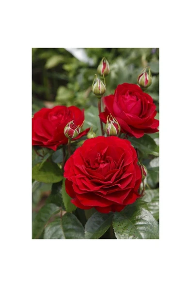 Kırmızı Gül Fidanı 10-20 cm ürün görseli