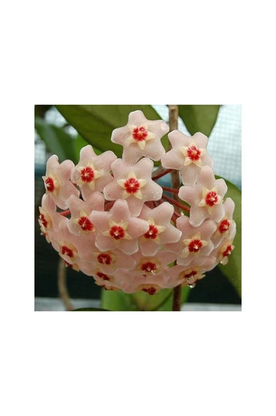 Mum Çiçeği Fidanı Saksılı 10-20 cm - Resim 3