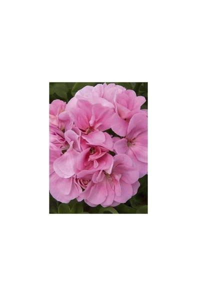 Pembe Sakız Sardunya Çiçeği Fidanı 10-20 cm ürün görseli