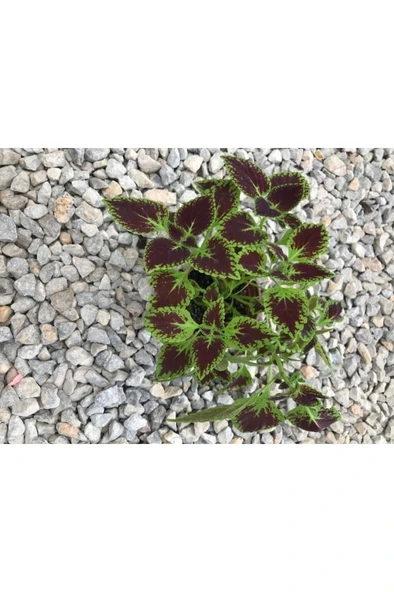 Saksılı Yaprak Güzeli Fidanı Canlı Çiçek 10-20 cm - Resim 4