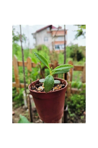 Aşkın Gözyaşı Çiçeği Fidanı 10-20 cm ürün görseli