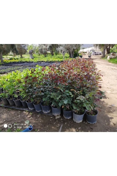 Kırmızı Gül Fidanı 10-20 cm - Resim 4