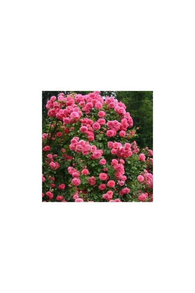 Kokulu Reçellik Isparta Gülü Fidanı Saksılı 10-20 cm - Resim 2