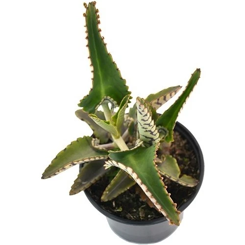 Aşkın Gözyaşı Çiçeği (Kalanchoe Daigremontiana) 5 Adet 10-20 cm - Resim 4