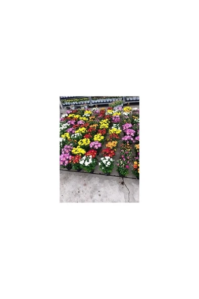 Karışık Renk Kasımpatı Krizantem Hüzün Çiçeği Chrysanthemum 10-20 Cm - Resim 3