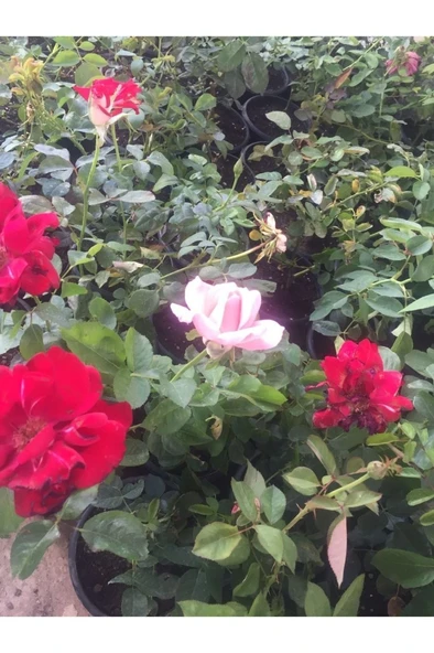 5 Adet Saksıda Sarmaşık Isparta Gülü Fidanı 10-20 cm - Resim 3