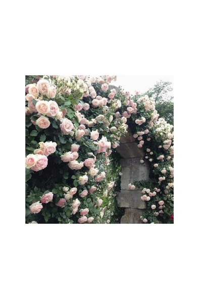 Biorganix Yediveren Pembe Beyaz Sarmaşık Gül Fidanı 5 Adet 15-25 ürün görseli