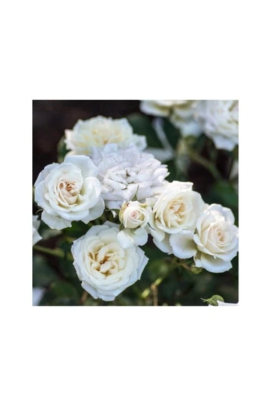 Beyaz Yediveren Gül Fidanı 1 Adet 10-20 cm - Resim 2