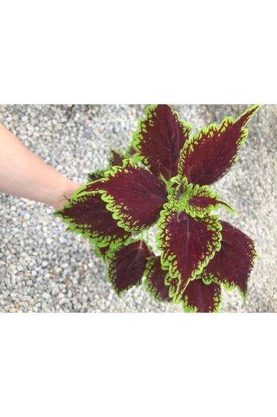 Saksılı Yaprak Güzeli Fidanı Canlı Çiçek 10-20 cm ürün görseli