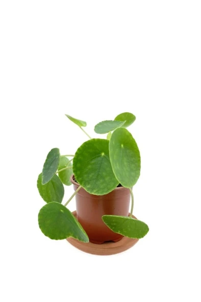 Pilea Peperomioides Çin Para Bitkisi Orta Boy 10-20 cm ürün görseli