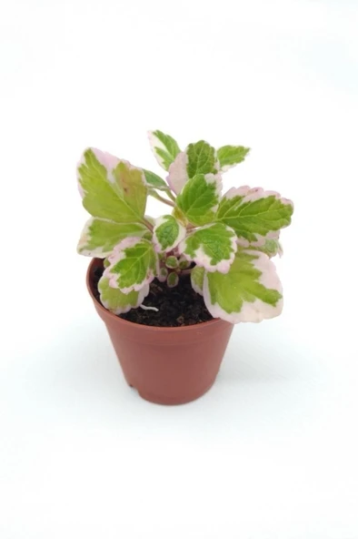 Plectranthus Forsteri Variegata Benjamin Çiçeği Fidanı 10-20 cm - Resim 2