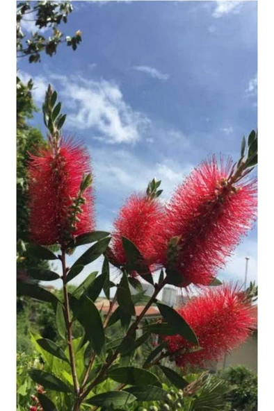 Fırça Çiçeği Fidanı 30-60 cm ürün görseli