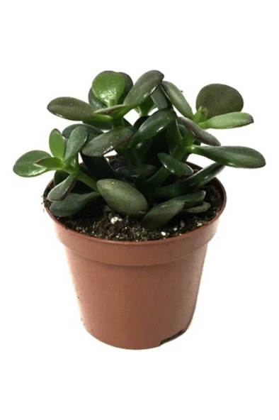 Kaktüs Sukulent Para Ağacı Şans Ağacı Crassula Ovata 10-20 cm ürün görseli