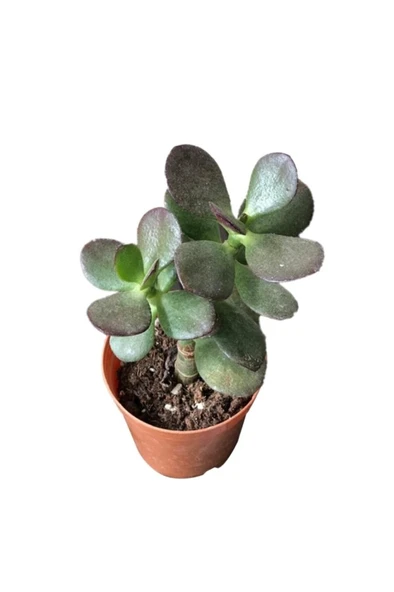 Para Ağacı Çiçeği Kaktüs Sukulent Fidanı 10-20 cm - Resim 2