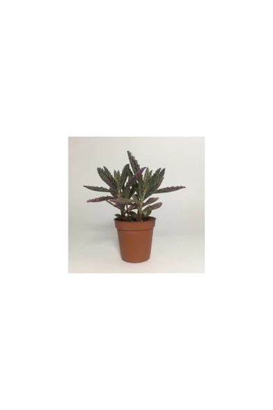 Aşkın Gözyaşı Çiçeği (Kalanchoe Daigremontiana) 10-20 cm - Resim 2