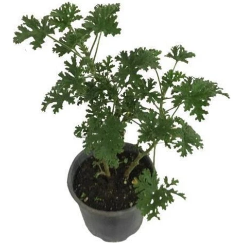 Pelargonium Odoratissimum Itır Bitkisi 10-20 cm - 2