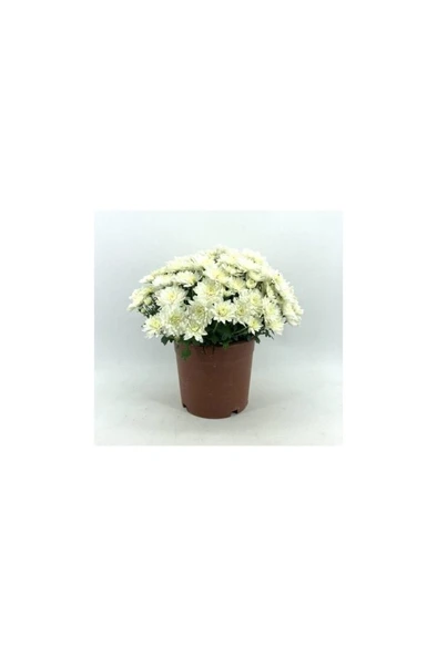 Kasımpatı Krizantem Chrysanthemum Beyaz 10-20 Cm - Resim 4