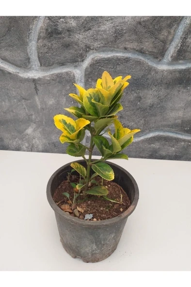 Taflan Fidanı Sarı Alacalı Saksıda Yaz Kış Yaprak Dökmez 10-20 cm - Resim 3