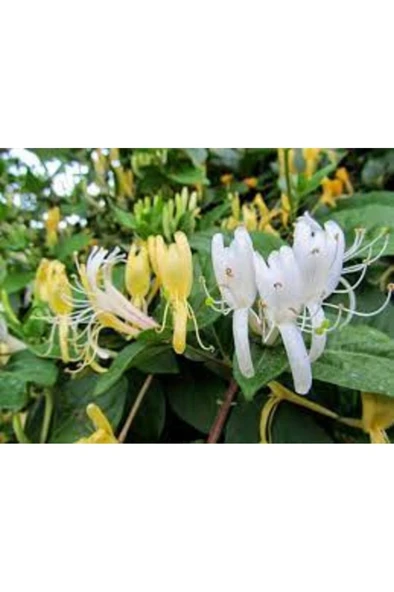 Lonicera Caprifolium (Hanımeli) Fidanı 10-20 cm - Resim 3
