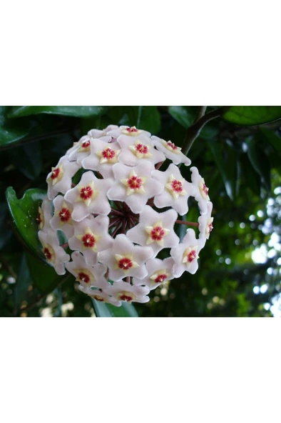 Mum Çiçeği Fidanı Saksılı 10-20 cm ürün görseli