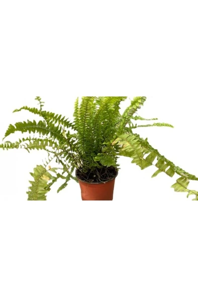 Aşk Merdiveni Nephrolepis Fidanı Fidesi 10-20 Cm - Resim 4