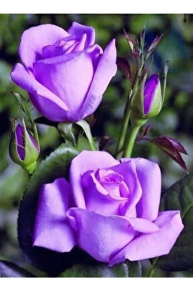 Yediveren Lila Gül Fidanı Yediveren Lilac Rose 1 Adet 10-20 Cm ürün görseli