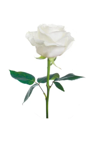 Gül Fidanı (Beyaz) 1 Adet 10-20 cm ürün görseli