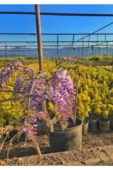 Mor Salkım Çiçeği Sarmaşık ( Wisteria Sinensis) 10-20 cm - Resim 4