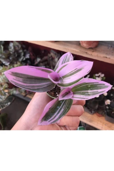 Tradescantia Nanouk Pembe Telgraf Çiçeği Fidanı 10-20 cm - Resim 2