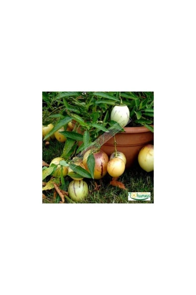 Pepino Fidanı Tüplü 1 Adet Ağaç Kavunu 10-20 cm - Resim 2