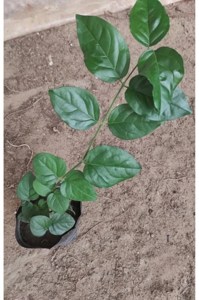 Yasemin Arap Yasemini Fidanı 10-20 cm - Resim 3