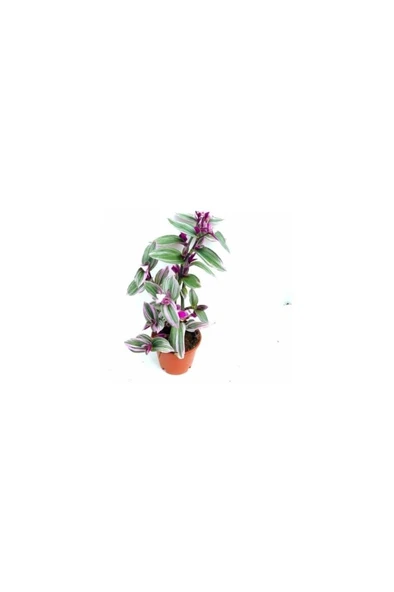 Biorganix Telgraf Çiçeği, Pembe Çiçekli 10-20 cm - 2