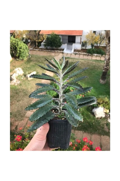 Aşkın Gözyaşı Fidanı 10-20 cm ürün görseli
