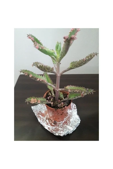 Kalonchoe Daigremantione / Aşkın Gözyaşı Çiçeği 10-20 cm ürün görseli