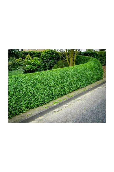 Ligüstrüm Lüküstürüm Ligustrum Japonica Kurtbağrı Fidanı 10-20 cm - Resim 4