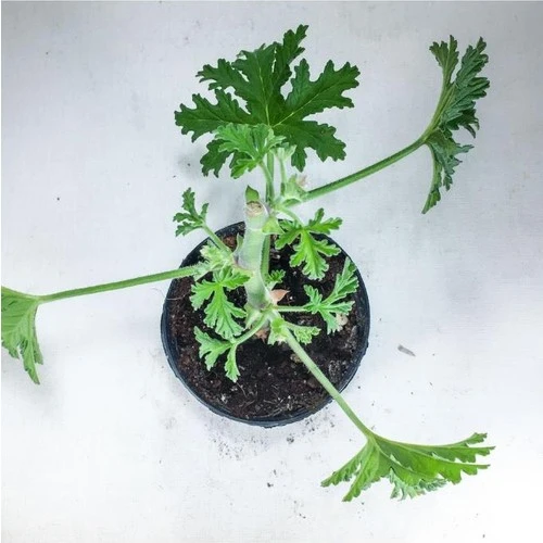Pelargonium Graveolens Itır Bitkisi Mis Kokulu 10-20 cm - Resim 2