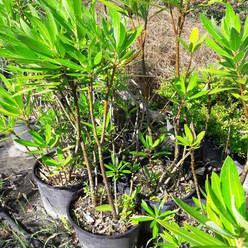 Zakkum Fidanı 30-60 cm ürün görseli