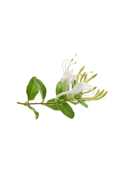 Lonicera Caprifolium (Hanımeli) Fidanı 10-20 cm ürün görseli