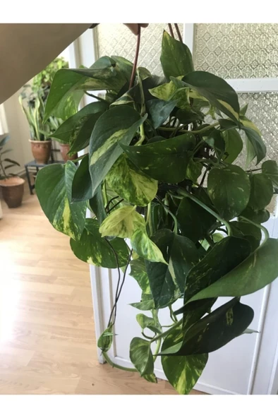 Potos Sarmaşığı Fidanı Fidesi 10-20 cm - Resim 3