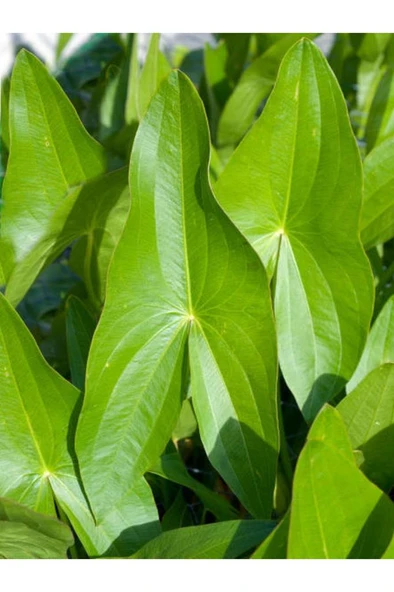 Melek Kanadı Çiçeği Fidanı 1 Adet 10-20 cm - Resim 4