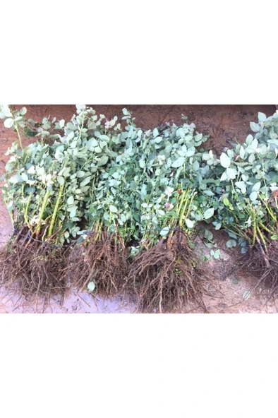 Gül Fidanı Eflatun Açık Kök Kokuku Yediveren 10-20 cm - Resim 2