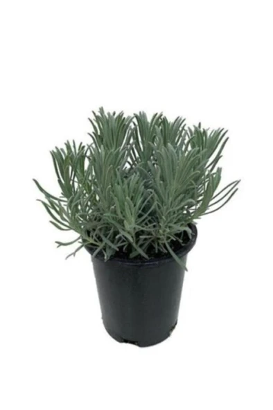 Pearl Purple Lavender Seedlings 2 Pieces 10-20 cm - Resim 2