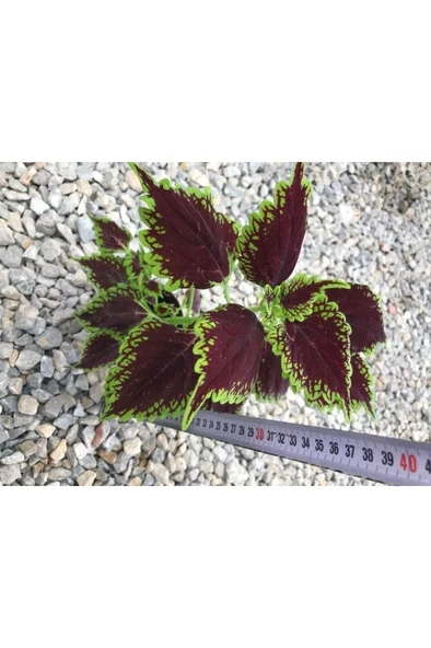 Saksılı Yaprak Güzeli Fidanı Canlı Çiçek 10-20 cm - Resim 3