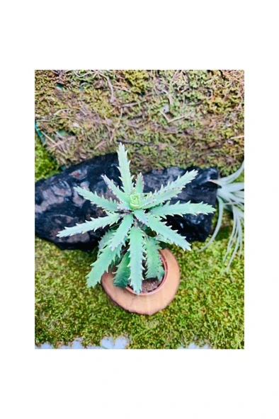 Folium Aşkın Gözyaşı Bitkisi Mother Of Thousands 10-20 cm ürün görseli