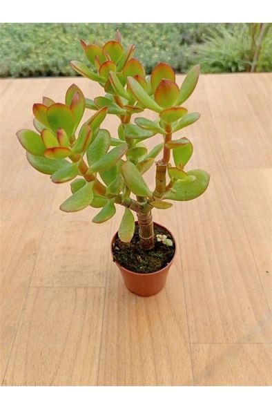 Crasula Ovata Minor Para Çiceği Fidanı 10-20 cm ürün görseli