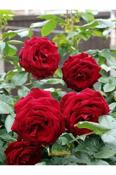 Kırmızı Gül Fidanı 10-20 cm - Resim 2